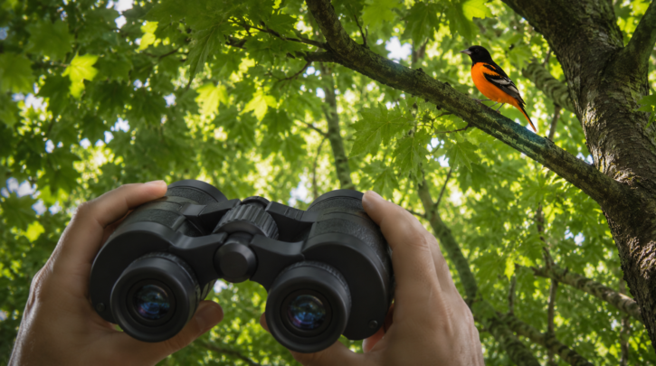Illustration of binoculars used to spot an oriole high in the tree canopy