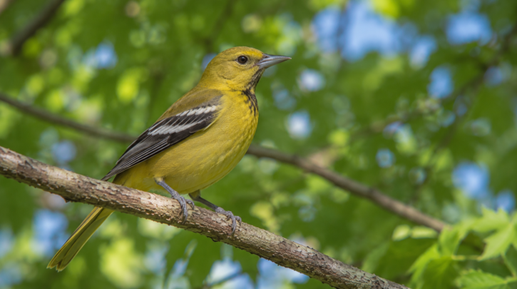 Illustration of a first-year male oriole showing its partial black throat patch